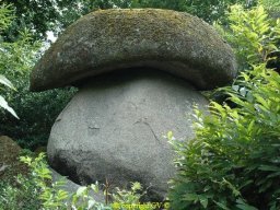 champignon_06