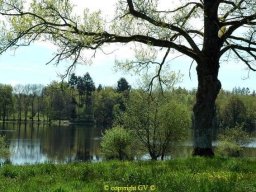 Etangs