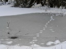 Hiver