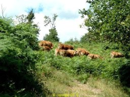 Paysages